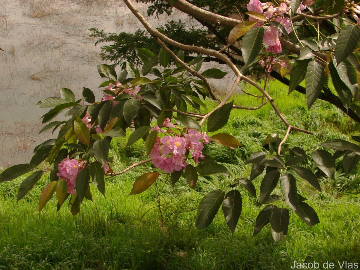 Tabebuia rosea (Bertol.) Bertero ex A.DC.
